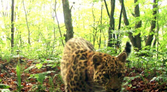 Leopard with a “double citizenship” was seen at the border between Russia and China