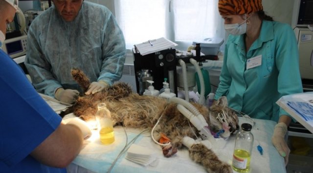 Vets are trying to safe an injured lynx in Vladivostok