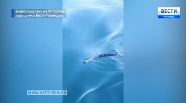 Poisonous tropical snaked started to appear in Primorye waters