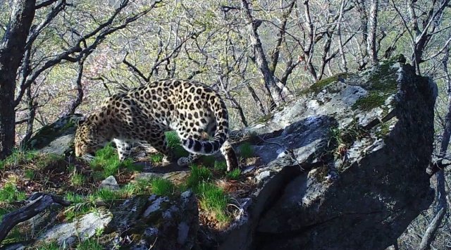 Famous Pride Rock from «The Lion King» was found in Primorye