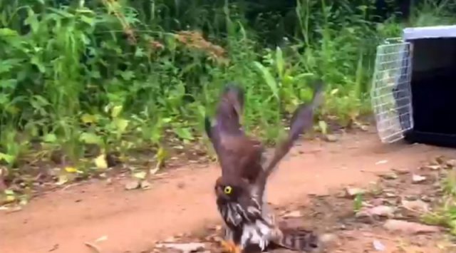 A hawk-owl was set free in Primorye
