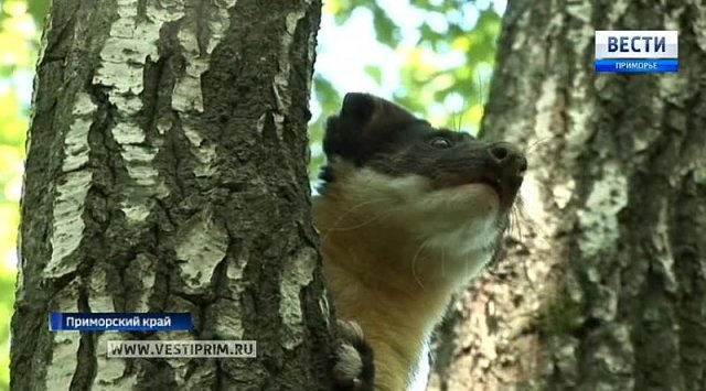 A tropical animal was seen in Primorye’s national park