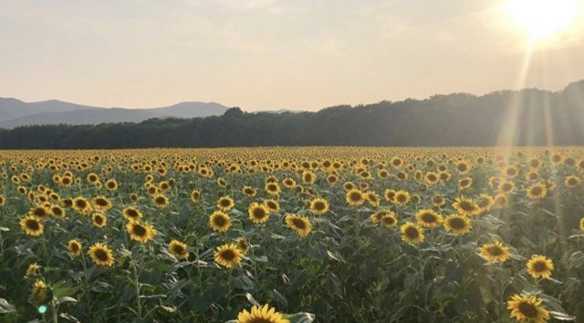 New selfie place: sunflower field in Primorye