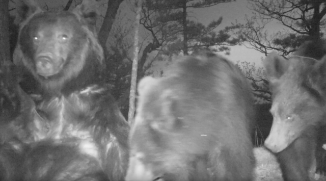 «Bear Madonna»: bear cubs breast-feeding filmed for the first time in «Land of the Leopard» National Park