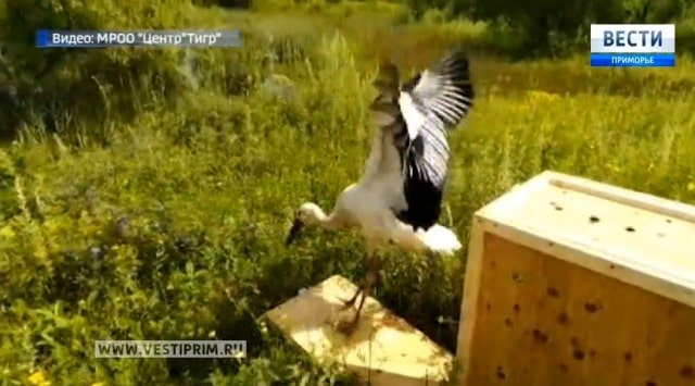 Two saved Far-Eastern cranes were set free