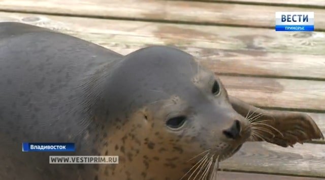 The first ever seal breeding experience shows impressive results