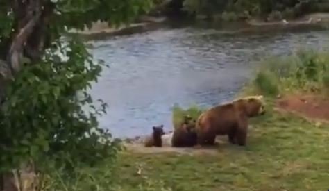 A bear family was seen by Primorye’s residents