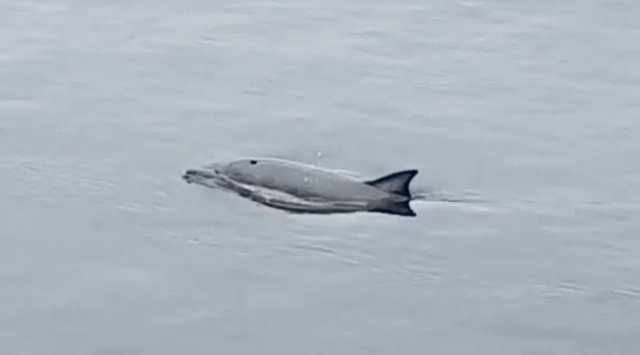 A loner dolphin was seen in Vrangel bay