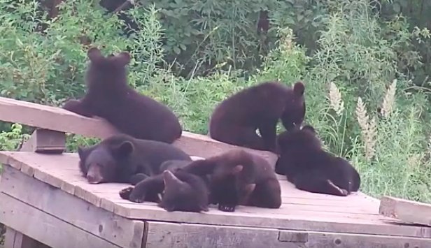 9 asian orphan black bear cubs were set free from a rehabilitation centre