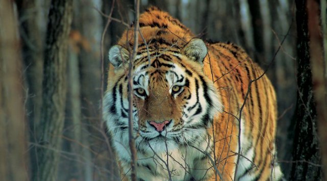 Tiger Forum is planned to be held in Vladivostok