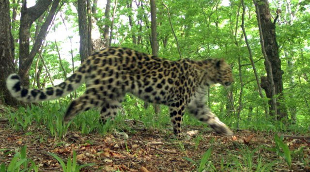 Photo traps caught two new leopard kittens in the «Land of the leopard» national park