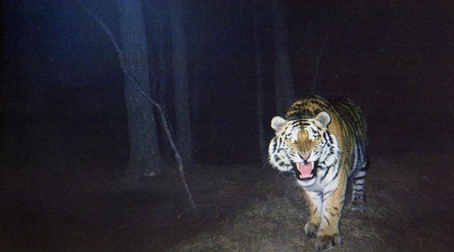 The tiger that killed a man in Khabarovsky region was transported to Ussuriisk The tiger that killed a man in Khabarovsky region was transported to Ussuriisk