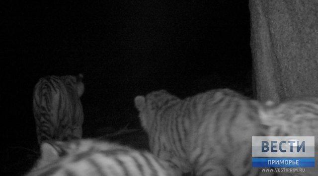 Tigers occupied a village in Primorye