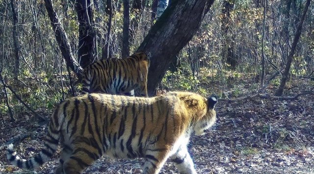 Tiger family lives near the rehabilitation center in Primorye