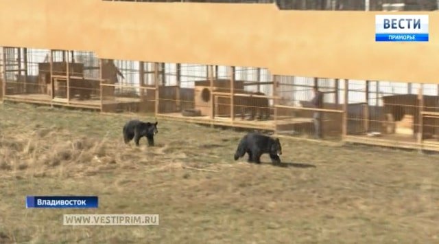 First ever private shelter for Asian black bears opened in Kiparisovo
