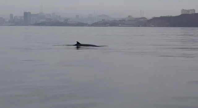 A shoal of whales was noticed near Vladivostok