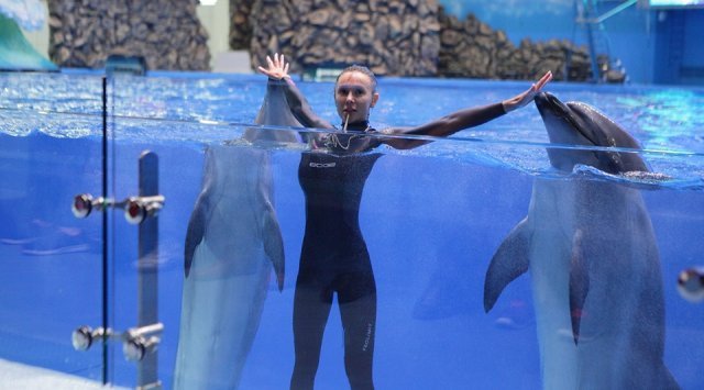 Primorye’s dolphins will be trained without spectators during a month