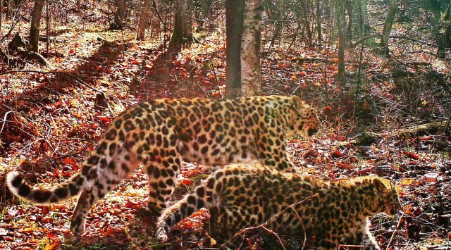 Primorye’s drivers were warned about seeing leopards on the road