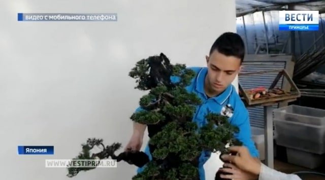 A young man from Primorye became the first Russian student of the famous Japanese bonsai master