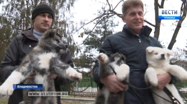 Governor of Primorye gifted 5 Akita puppies to several families
