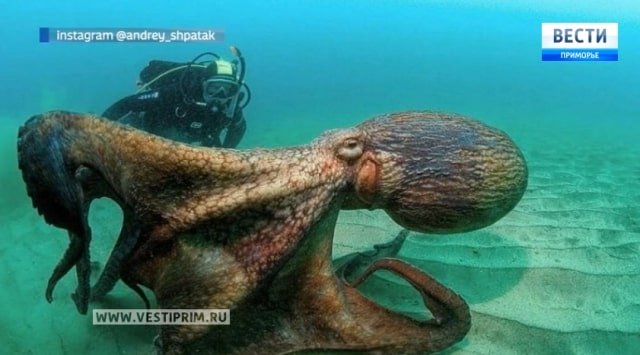 Diver met a huge octopus in Primorye’s waters