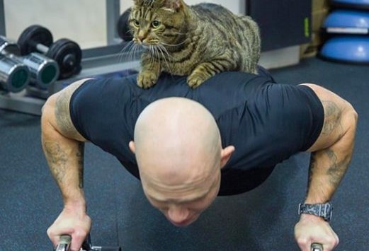 The famous cat Victor was invited to work out with «Admiral»