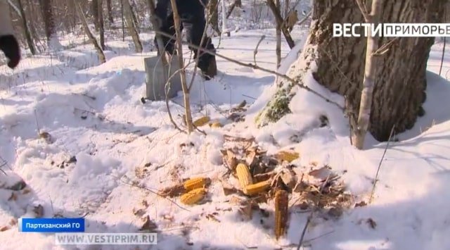 People feeding birds and animals in Primorye’s taiga