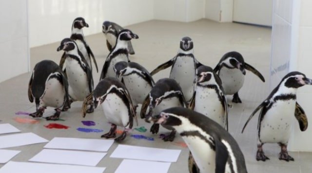 Penguins learned to paint in Primorye’s oceanarium
