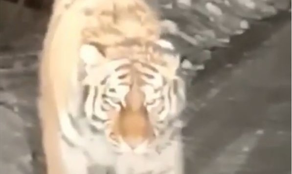 A huge tiger was seen on a road in Primorye