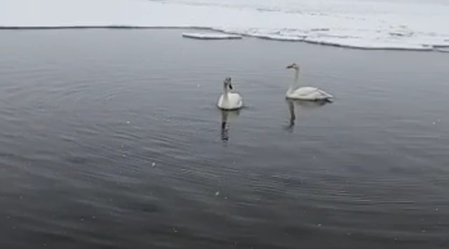 Primorye citizens are saving two swans