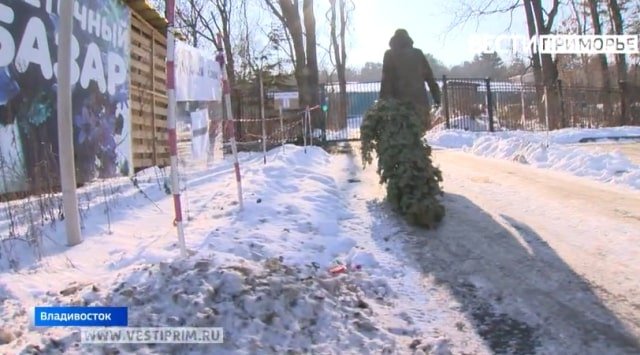 Christmas trees are taken for recycle in the botanic garden