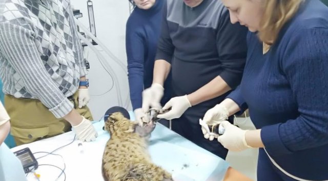 Forest cat is being saved in the «Tiger» center