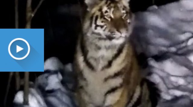 A family of 4 tigers was spotted in Primorye