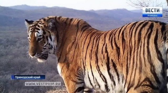 Poachers killed a tiger in Primorye