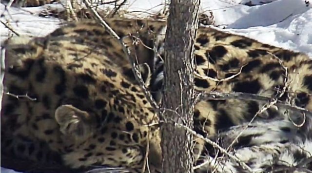 Saved leopard Leo 131M will go to Moscow for necessary vet treatment
