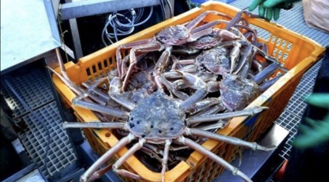 More than 39 thousand of poacher crabs were returned into the sea by Primorye’s border guards