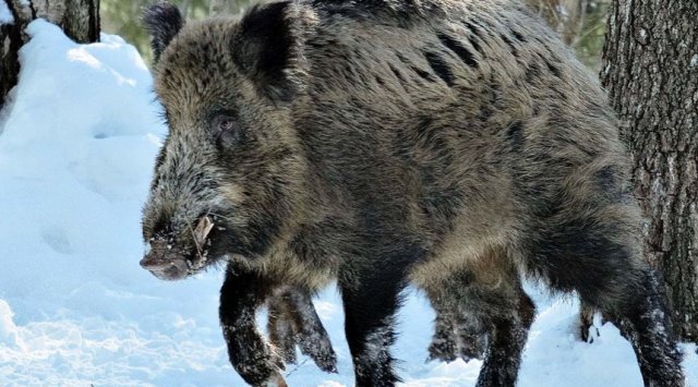 Extreme mesures: wild boars will be shoot off in Primorye