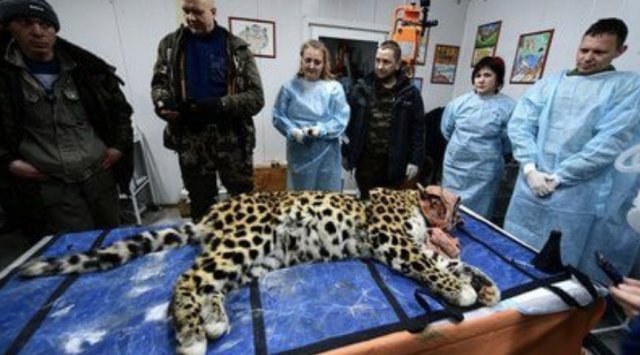 Leopard Elbrus may have a prothesis installed instead of its injured paws