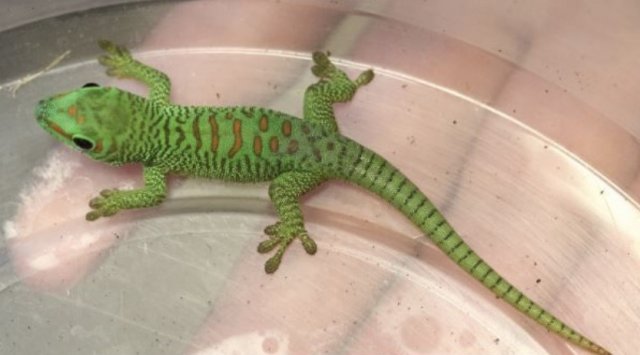 Geckos have hatched in Primorye’s Oceanarium