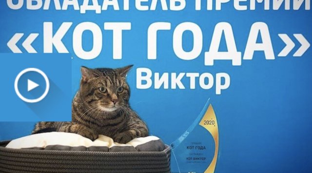 Cat Victor from Vladivostok won the «Cat of the year» award