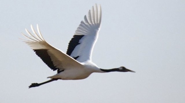 Japanese cranes were spotted in Primorye earlier than usual