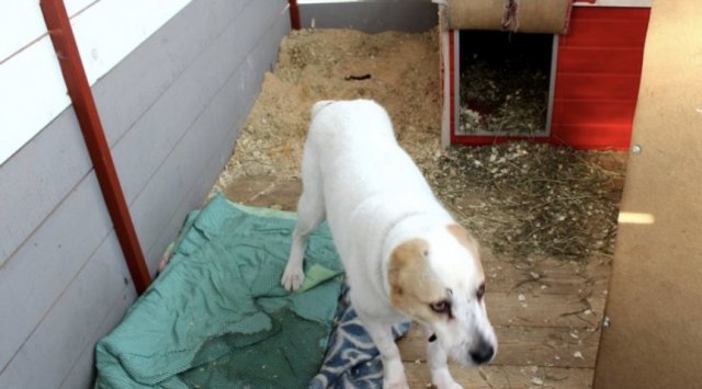 Dogs and cats await their new owners in «Umka» shelter