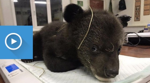 Two bear cubs were abandoned near a forester’s house