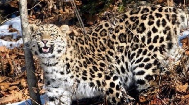 «Land of the leopard» national park celebrates its 8th anniversary