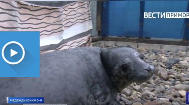 6 seals are staying at the local rehabilitation center