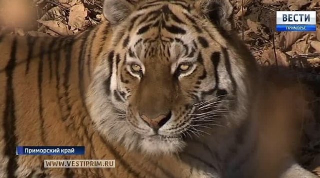 The legendary tiger Amur needs a guardian