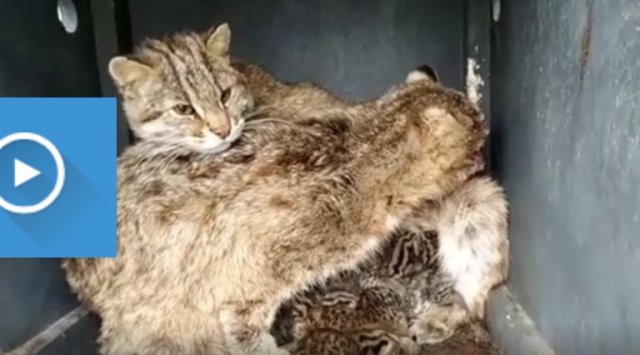 Cubs of forest cat and fox were born in Primorye’s safari park