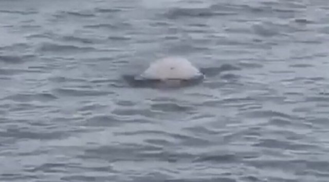 White whale scared divers in Perevoznaya bay