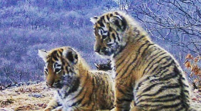 «Land of the leopard» has gotten five tiger litters this year