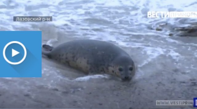 Seals were released in the sea from rehabilitation center